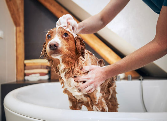 How to Bathe a Dog: A Step-by-Step Guide