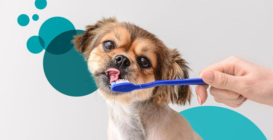 Dental Care: Essential for Your Dog's Oral Health