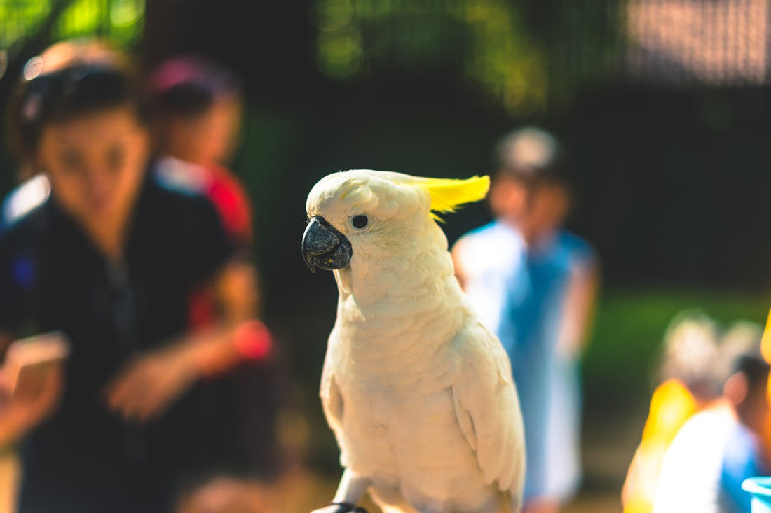 Essential Hygiene and Health Care Tips for Birds