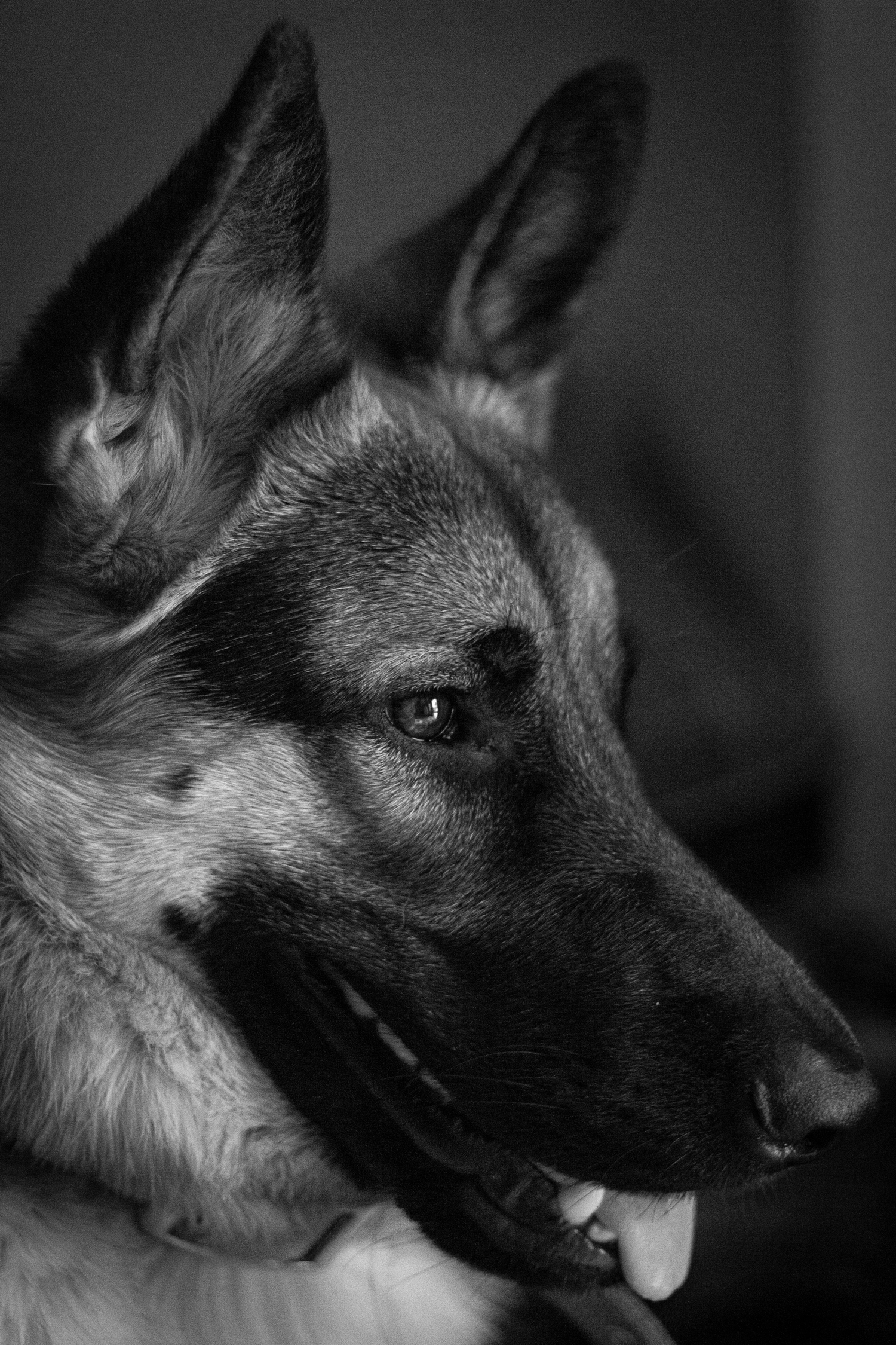 Shop Dog