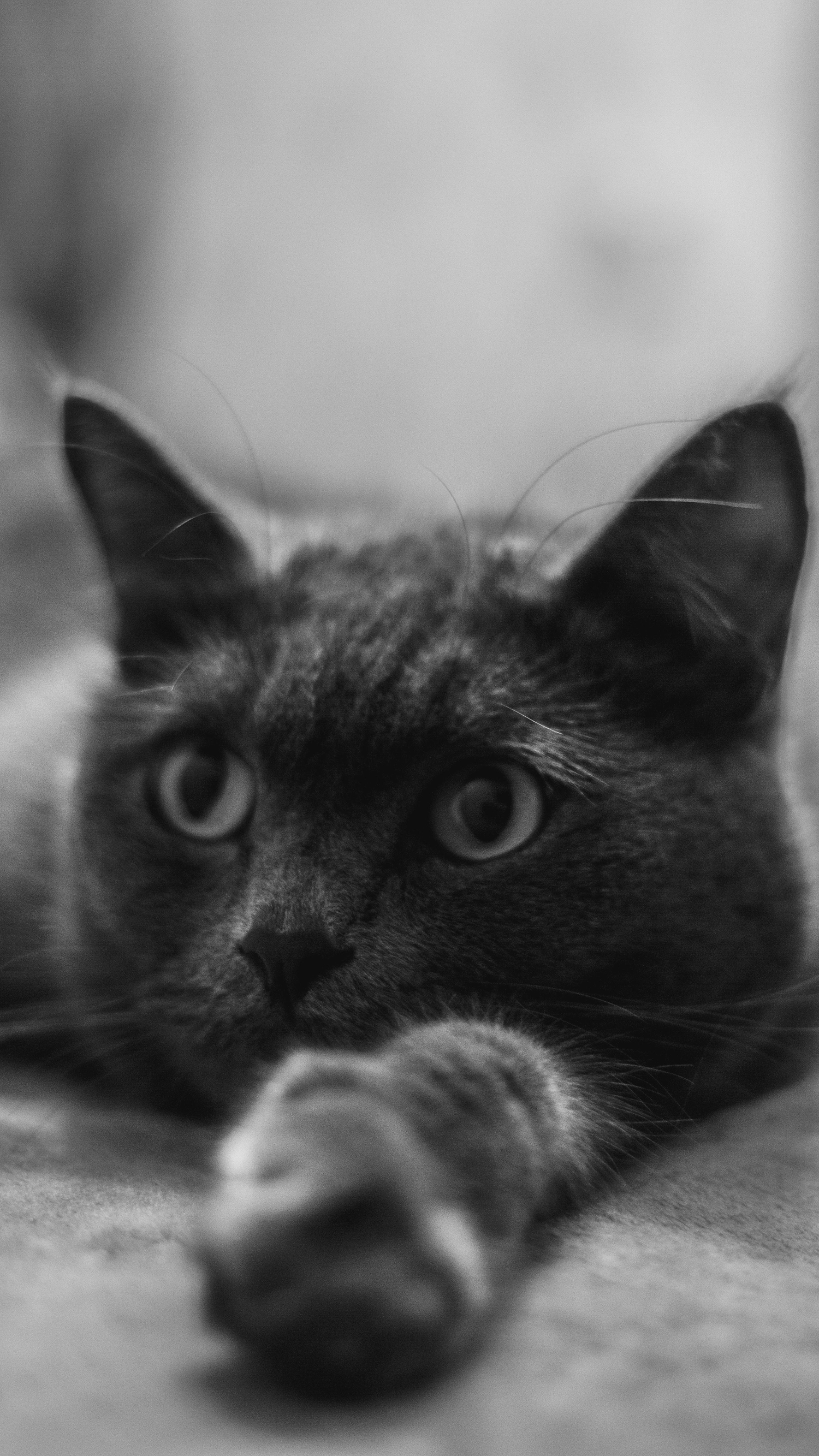 Shop Cat