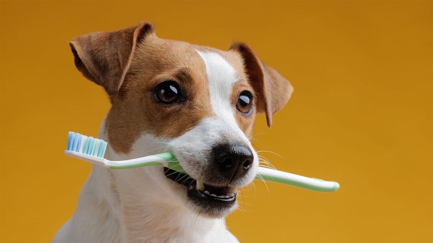 Pet Hygiene