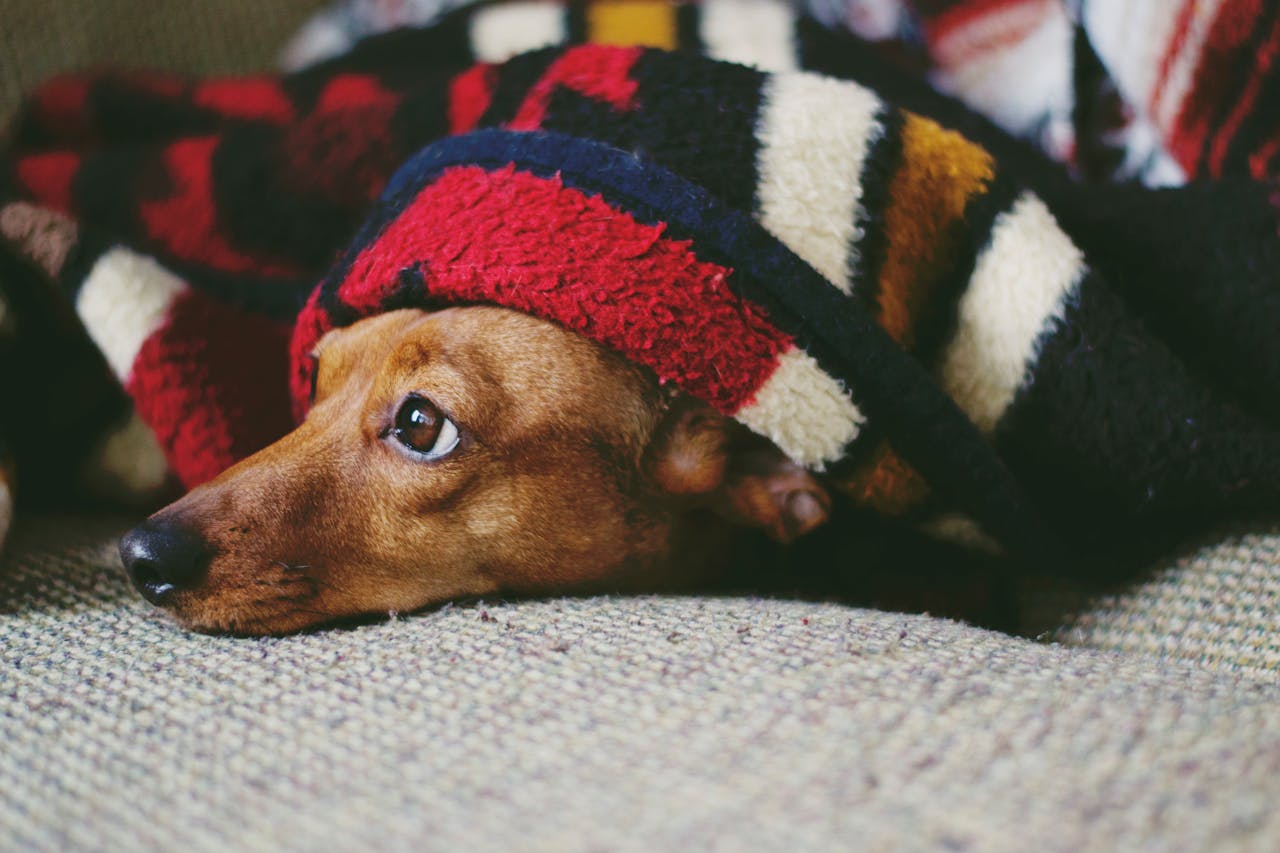 Bed For Dog